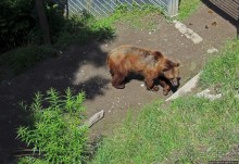 Пивная терраса на берегу Ааре: 5 видов пива и живые медведи