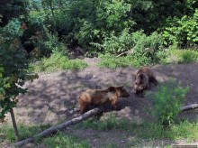 Пивная терраса на берегу Ааре: 5 видов пива и живые медведи