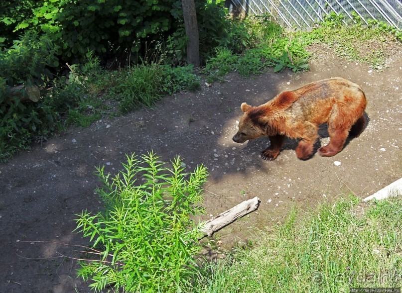 Пивная терраса на берегу Ааре: 5 видов пива и живые медведи
