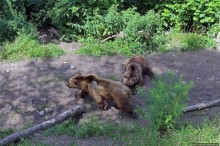 Пивная терраса на берегу Ааре: 5 видов пива и живые медведи