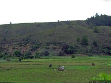 Мадагаскарские картинки. Восточная провинция Туамансина