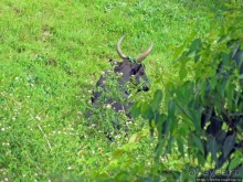 Мадагаскарские картинки. Восточная провинция Туамансина