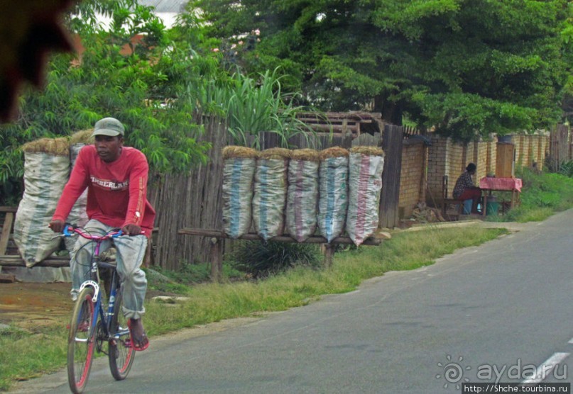 Мадагаскарские картинки. Восточная провинция Туамансина
