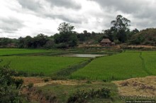 Мадагаскарские картинки. Восточная провинция Туамансина