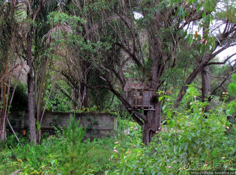 Мадагаскарские картинки. Восточная провинция Туамансина