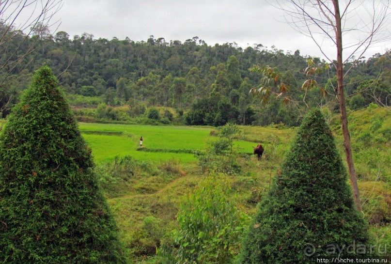 Мадагаскарские картинки. Восточная провинция Туамансина
