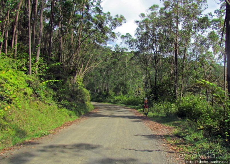 Мадагаскарские картинки. Восточная провинция Туамансина
