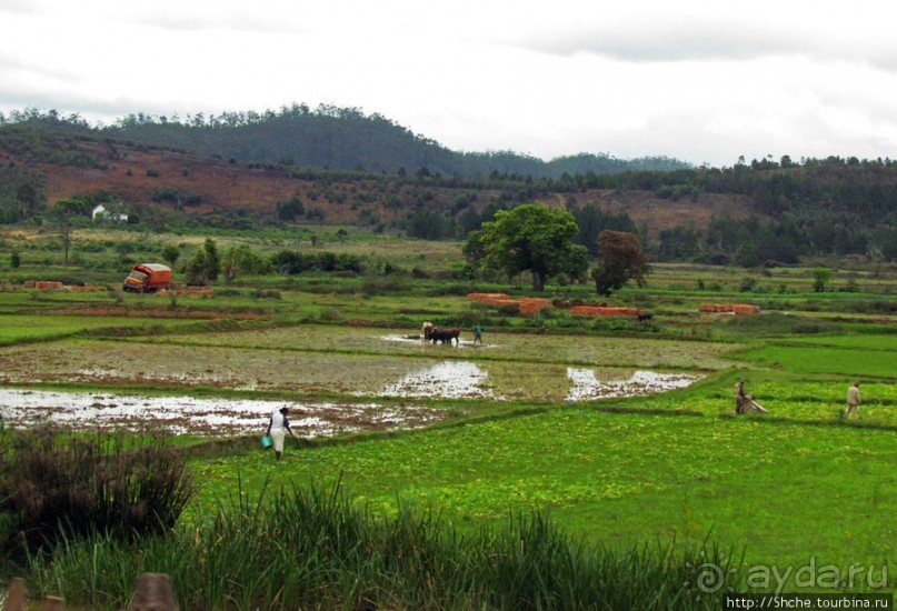 Мадагаскарские картинки. Восточная провинция Туамансина