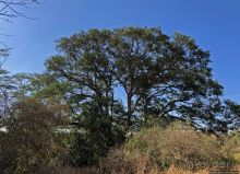 Тропа $$#кливого крокодила