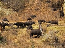 Тропа $$#кливого крокодила