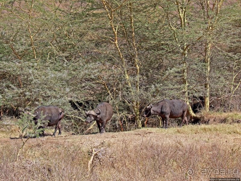 Тропа $$#кливого крокодила