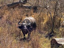 Тропа $$#кливого крокодила