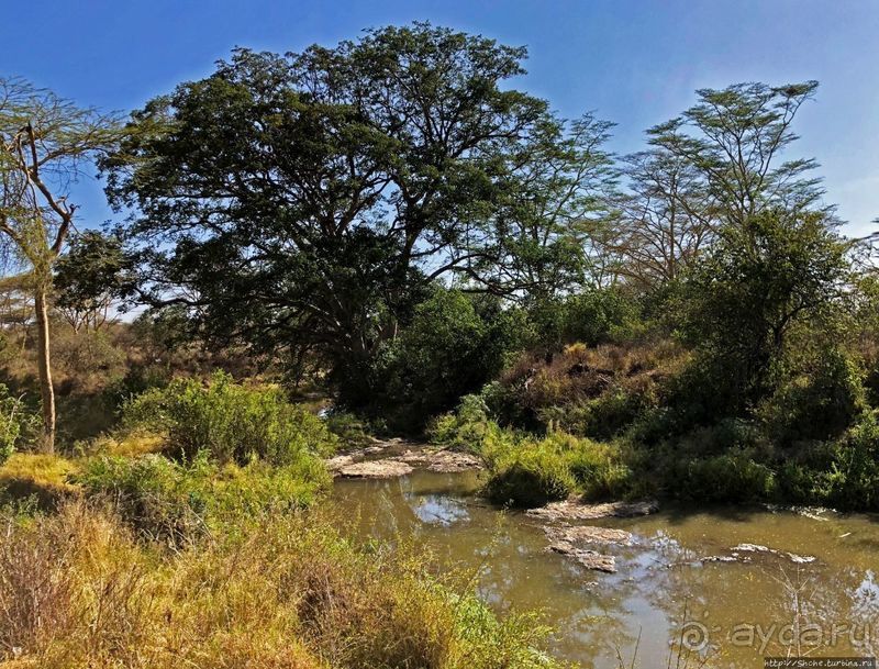 Тропа $$#кливого крокодила