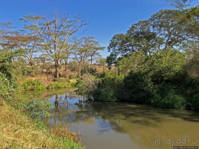 Тропа $$#кливого крокодила