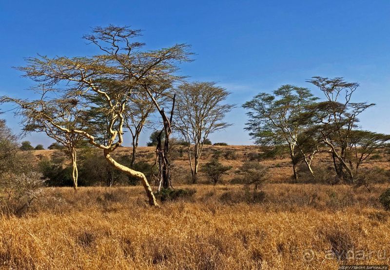 Тропа $$#кливого крокодила