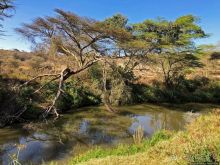 Тропа $$#кливого крокодила