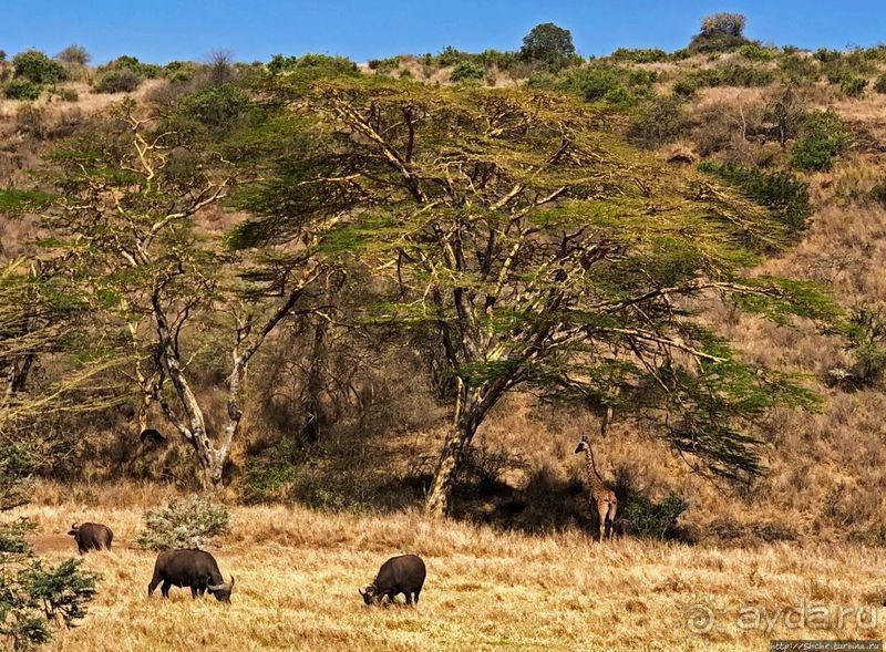 Тропа $$#кливого крокодила