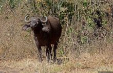 Тропа $$#кливого крокодила