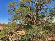 Тропа $$#кливого крокодила