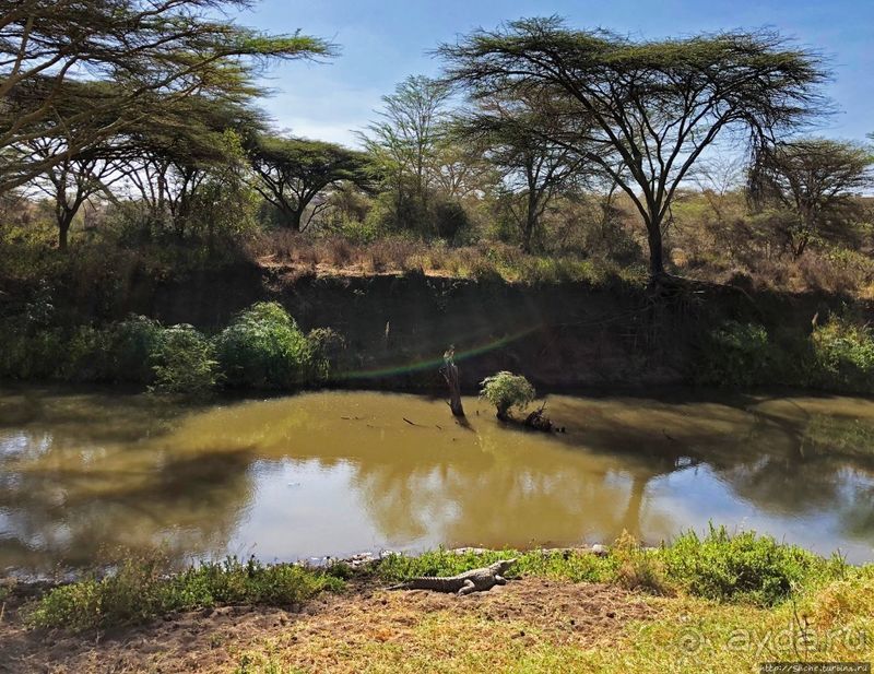 Тропа $$#кливого крокодила