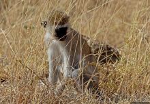 Тропа $$#кливого крокодила