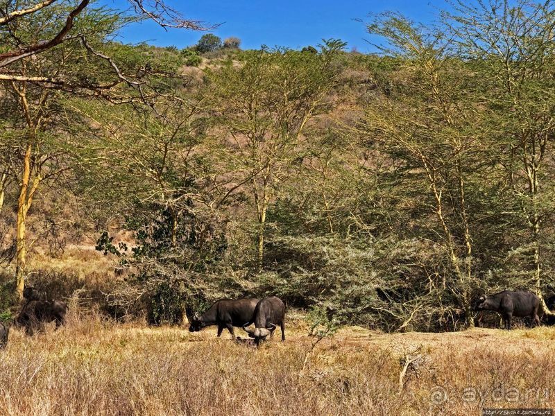 Тропа $$#кливого крокодила