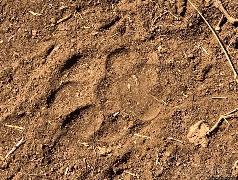 Тропа $$#кливого крокодила