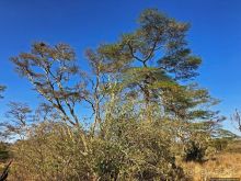 Тропа $$#кливого крокодила