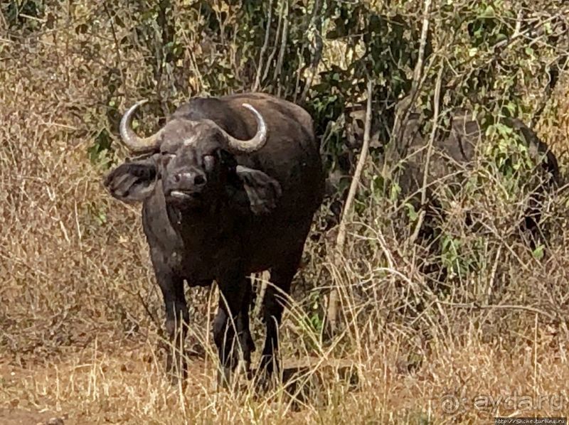 Тропа $$#кливого крокодила