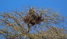 Тропа $$#кливого крокодила