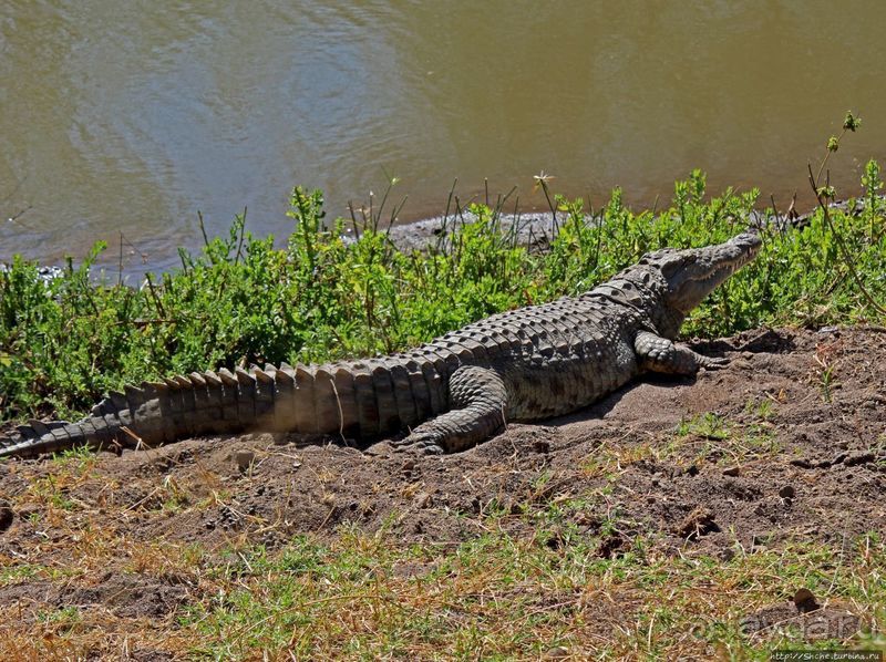 Тропа $$#кливого крокодила