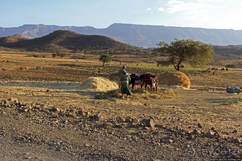 Молотьба по-эфиопски: круговорот безжалостный и беспощадный