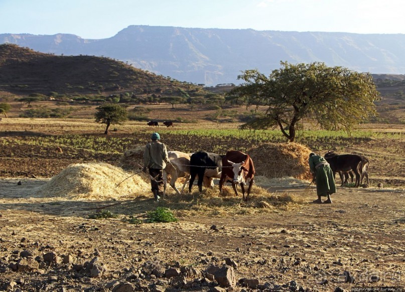 Молотьба по-эфиопски: круговорот безжалостный и беспощадный