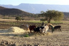 Молотьба по-эфиопски: круговорот безжалостный и беспощадный