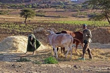 Молотьба по-эфиопски: круговорот безжалостный и беспощадный