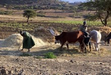 Молотьба по-эфиопски: круговорот безжалостный и беспощадный
