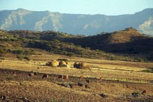 Молотьба по-эфиопски: круговорот безжалостный и беспощадный
