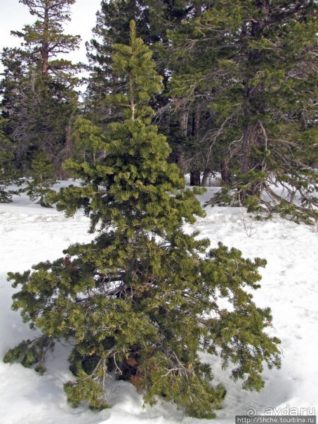 Yovimpa Point -конечная нац. парка, дальше только небо
