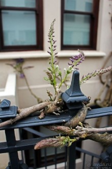 Город кривых зданий , крутых поворотов и тупиковых лестниц