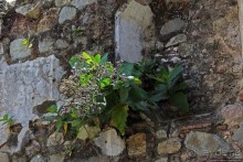 Кафедральный собор в Антигуа, когда руины лучше реставрации