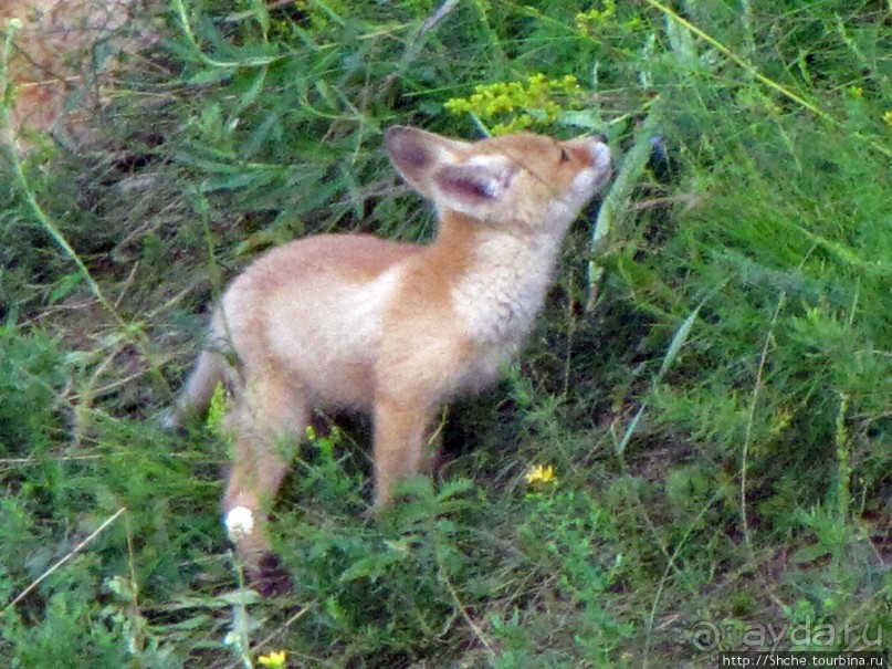 Лисенок под Роганью
