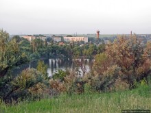 Лисенок под Роганью