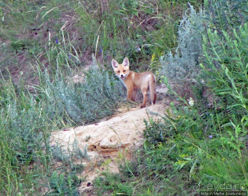 Лисенок под Роганью