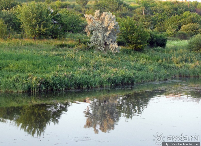 Альбом отзыва "Лисенок под Роганью"