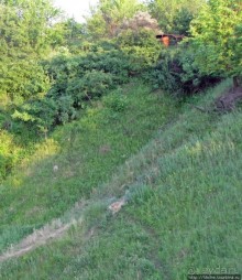 Лисенок под Роганью