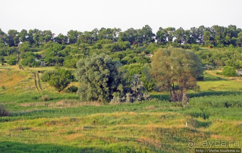 Лисенок под Роганью