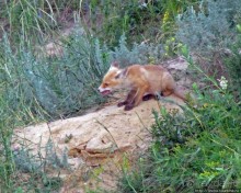 Лисенок под Роганью