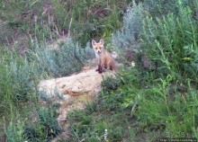 Лисенок под Роганью