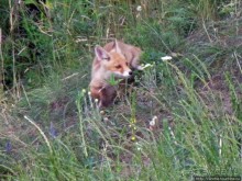 Лисенок под Роганью