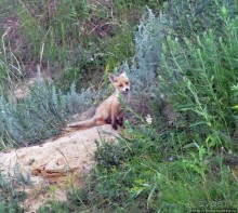 Лисенок под Роганью